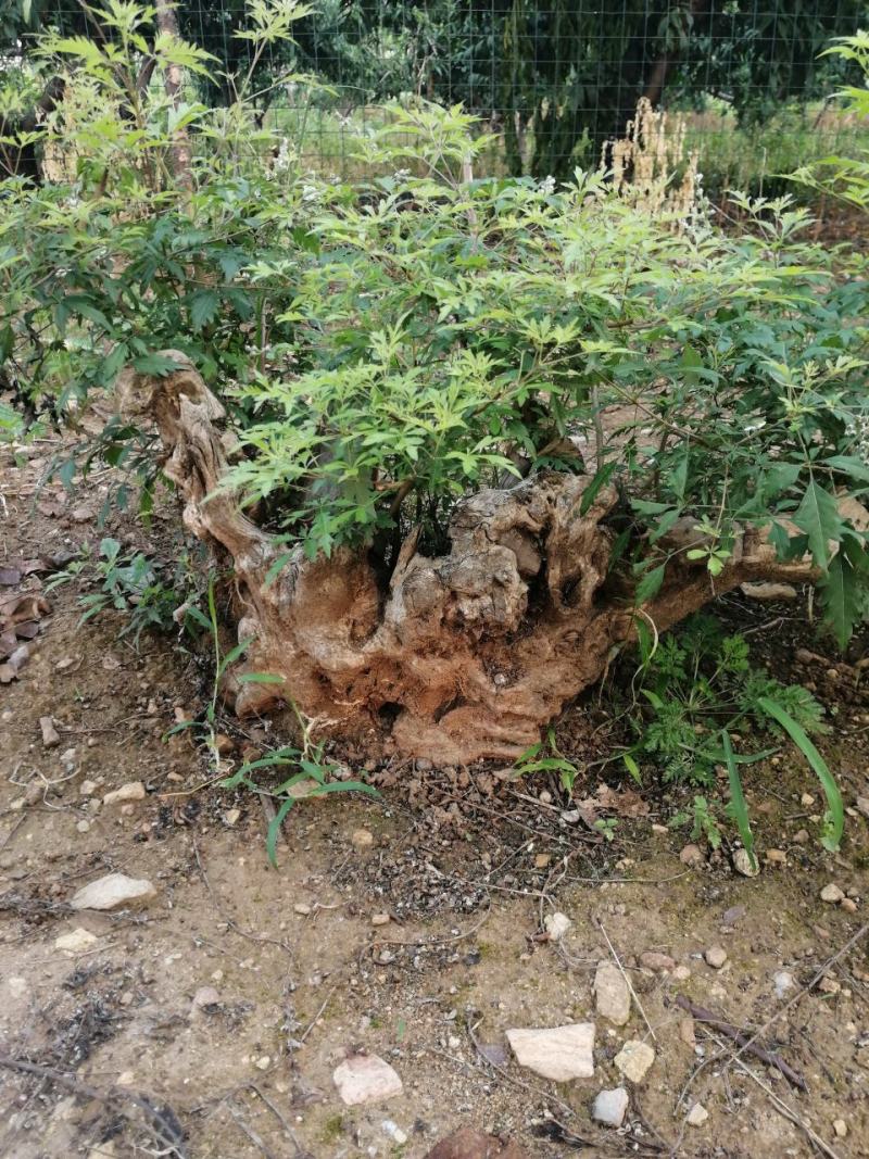 黄荆盆景，百年老桩，