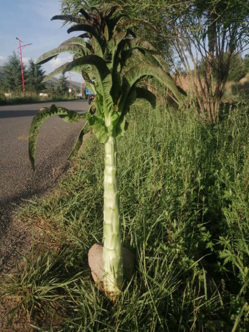 定西红叶莴笋、定西莴笋、定西莴笋面积大、大量上市