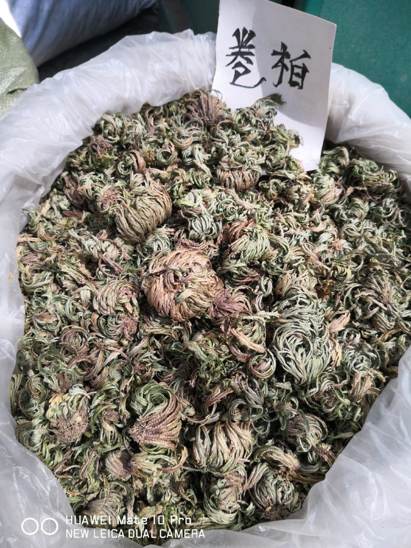 卷柏纯自然生长选货量大从优欢迎选购