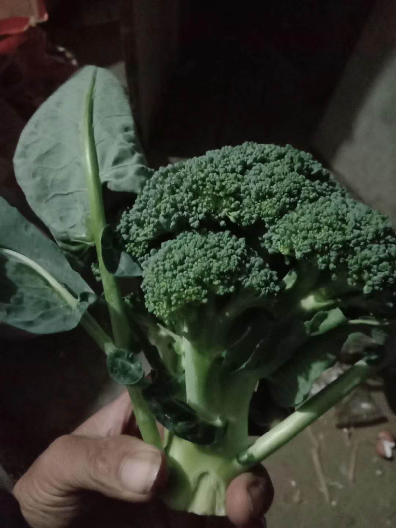 山东聊城优质西兰花，有眼秀，还有优秀耐寒品种