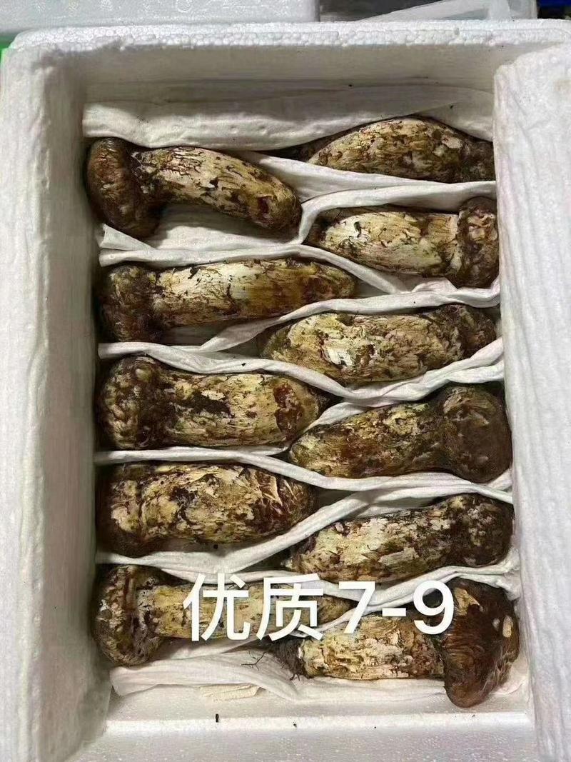 云南香格里拉松茸野生菌新鲜松茸一件2斤