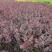 农户价批发红叶小檗，紫叶小檗，分支多，根系发达，成活率高