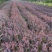 农户价批发红叶小檗，紫叶小檗，分支多，根系发达，成活率高