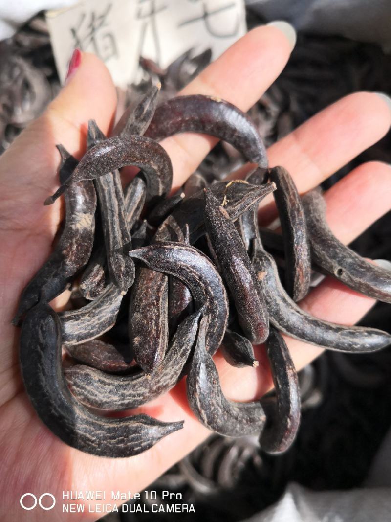 猪牙皂大小都有各种规格量大从优欢迎选购