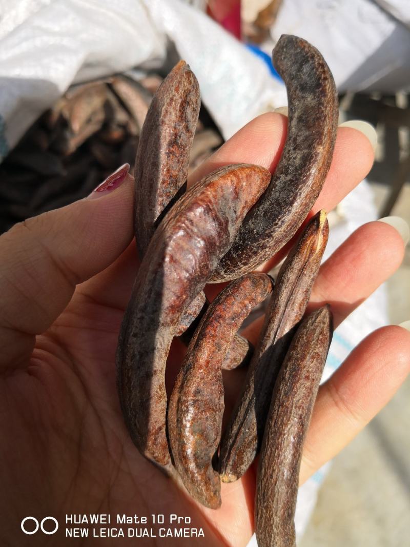 猪牙皂大小都有各种规格量大从优欢迎选购