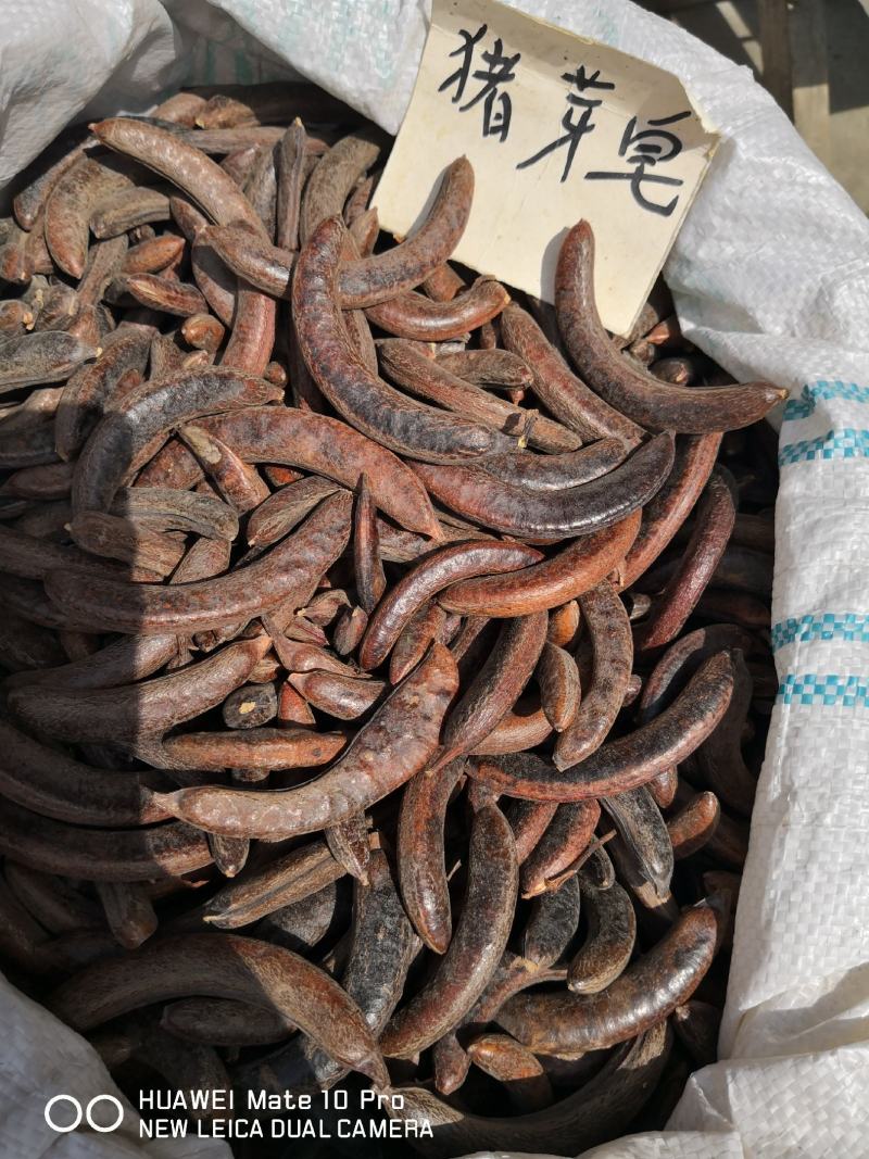 猪牙皂大小都有各种规格量大从优欢迎选购