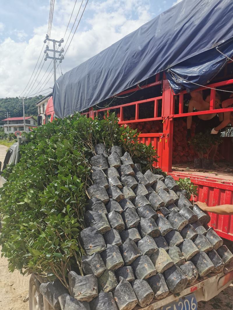 永福产地茶花16.18杯工程绿化苗处理价带花苞长期供应