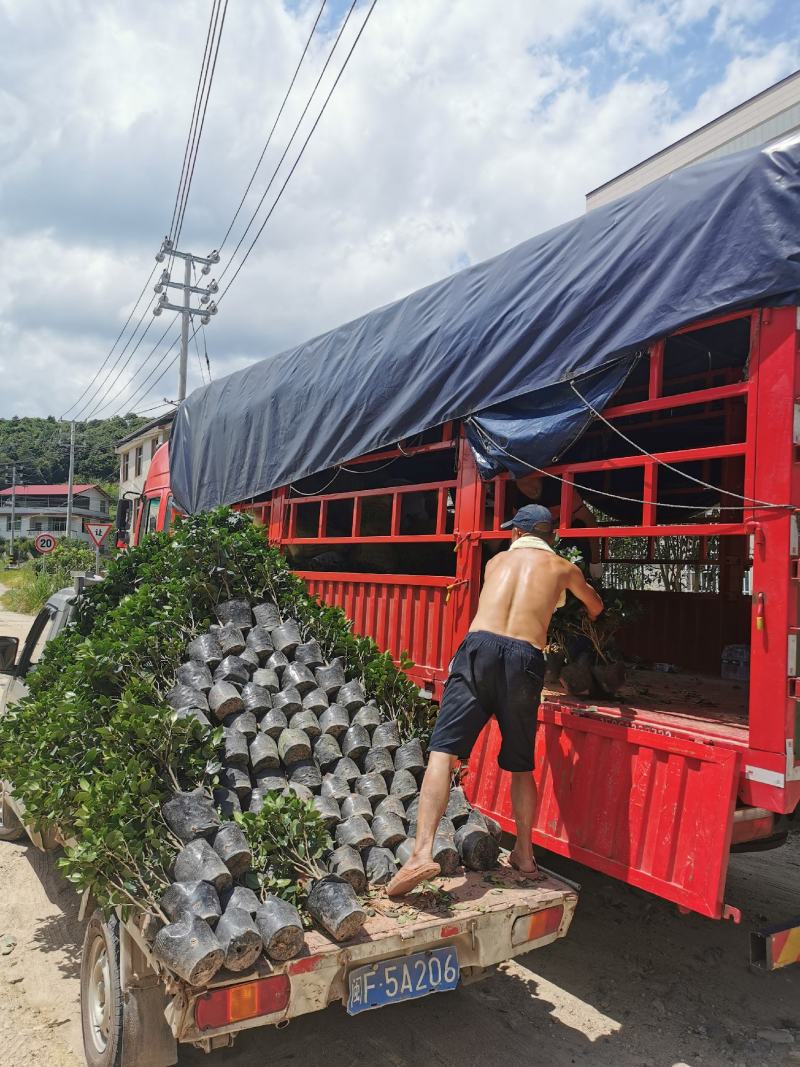 永福产地茶花16.18杯工程绿化苗处理价带花苞长期供应