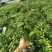 永福产地茶花16.18杯工程绿化苗处理价带花苞长期供应