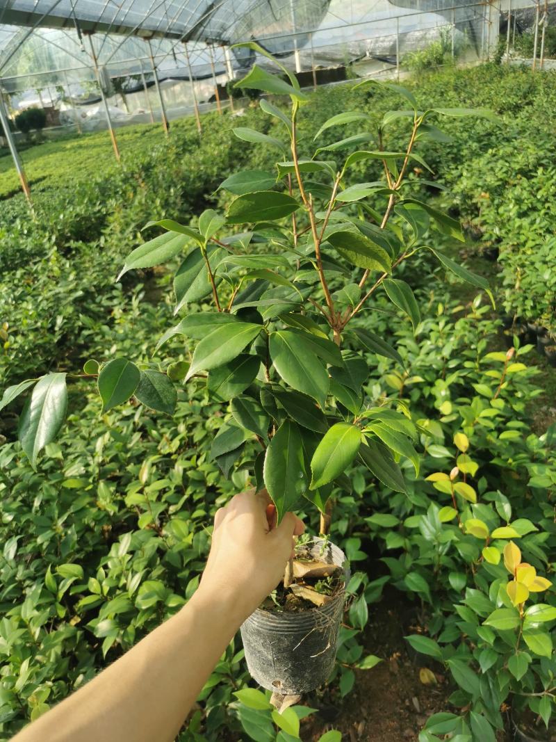 永福产地茶花16.18杯工程绿化苗处理价带花苞长期供应