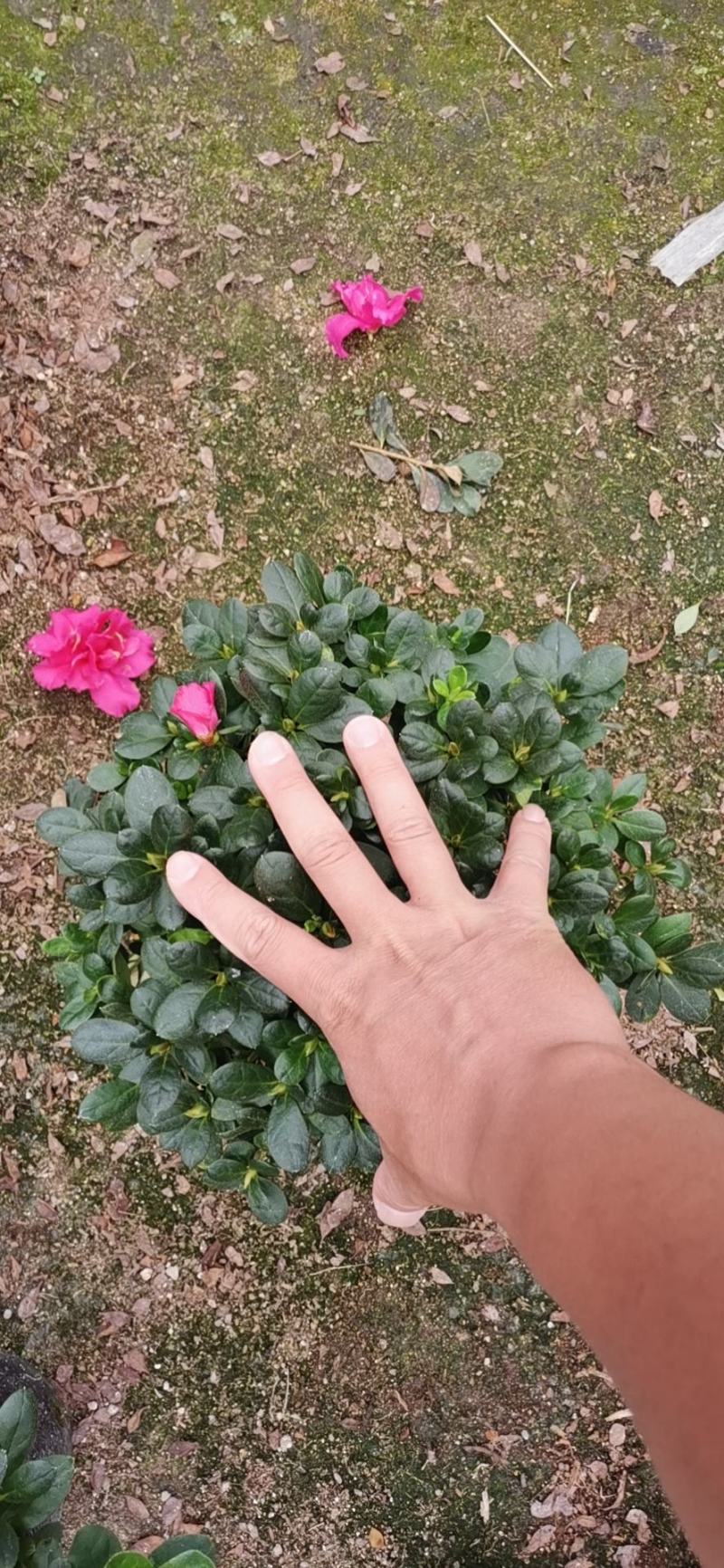 比利时杜鹃，18杯精品靓货，看上的速速联系，好货不多