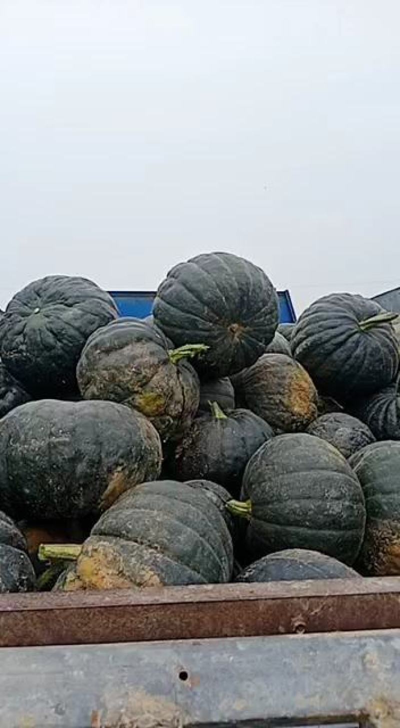 蜜冠南瓜，又名日本南瓜，黑皮南瓜