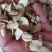 穿山龙穿地龙穿龙骨正品保证可打粉