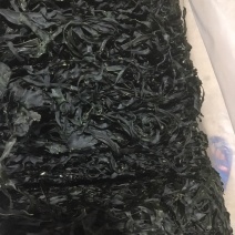 烘干海带丝，圆盘海带，1:15泡发率