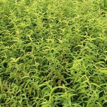 毛桃实生苗，冕宁川西苗木种植有限公司，出售各种优质实生苗