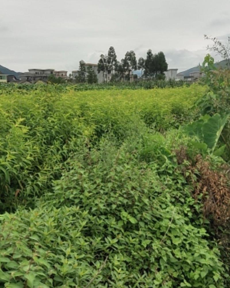 毛桃实生苗，冕宁川西苗木种植有限公司，出售各种优质实生苗