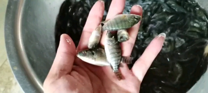 货源充足，长期供应，正宗脆肉，宝路罗非鱼苗，各种罗非鱼苗