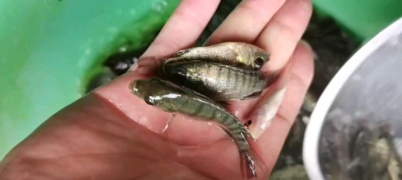 货源充足，长期供应，正宗脆肉，宝路罗非鱼苗，各种罗非鱼苗