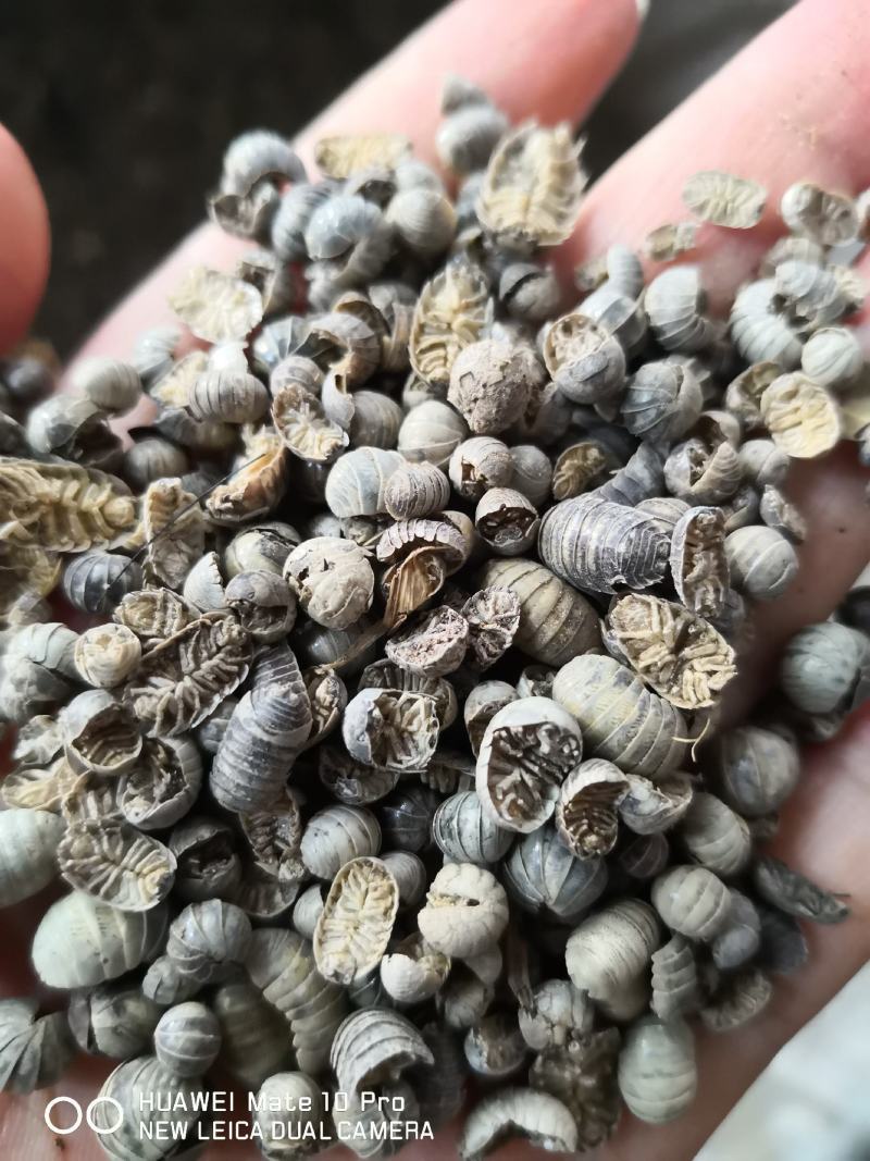 鼠妇虫干货中药材用2斤起包邮经营各种中药材