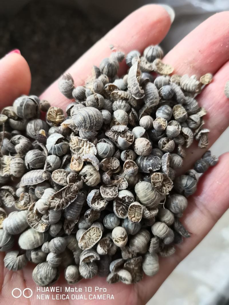 鼠妇虫干货中药材用2斤起包邮经营各种中药材