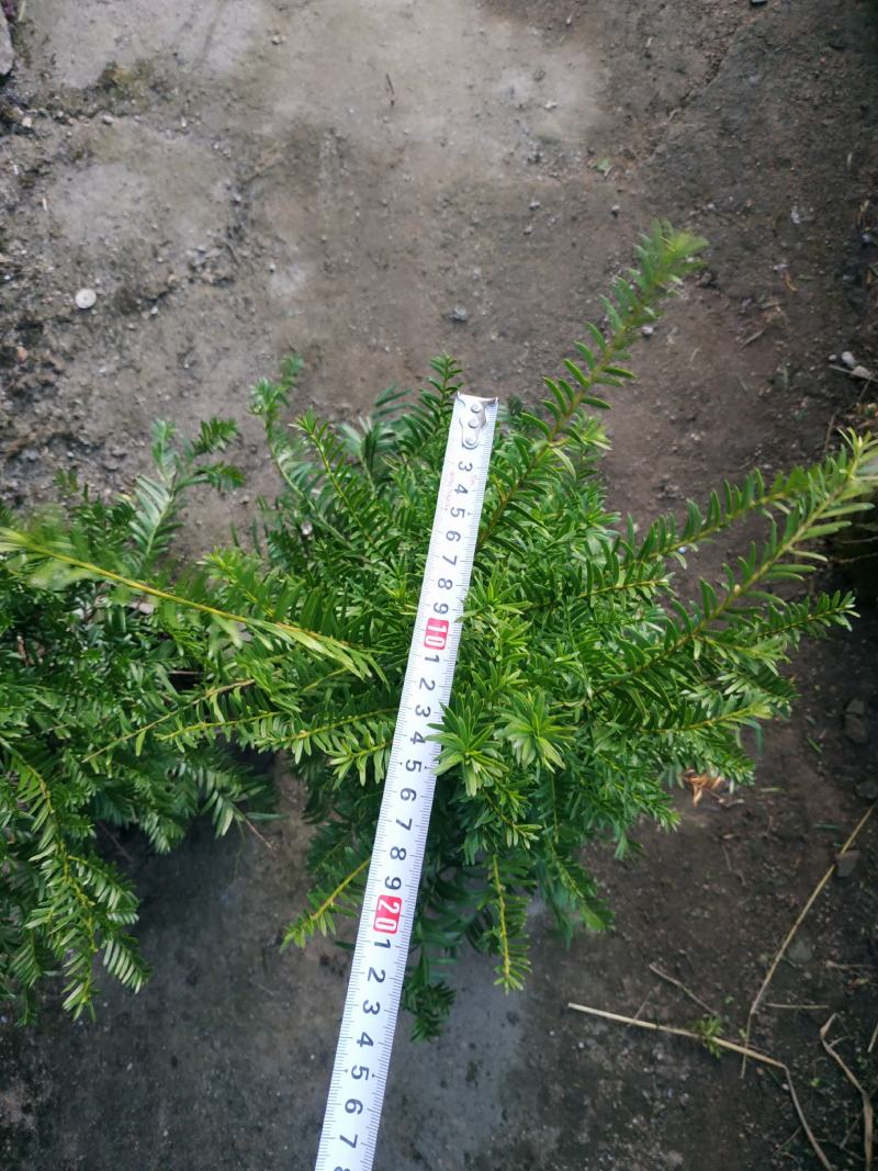 红豆杉福建产地直销一手货源长期供应货源充足可实地选苗规格