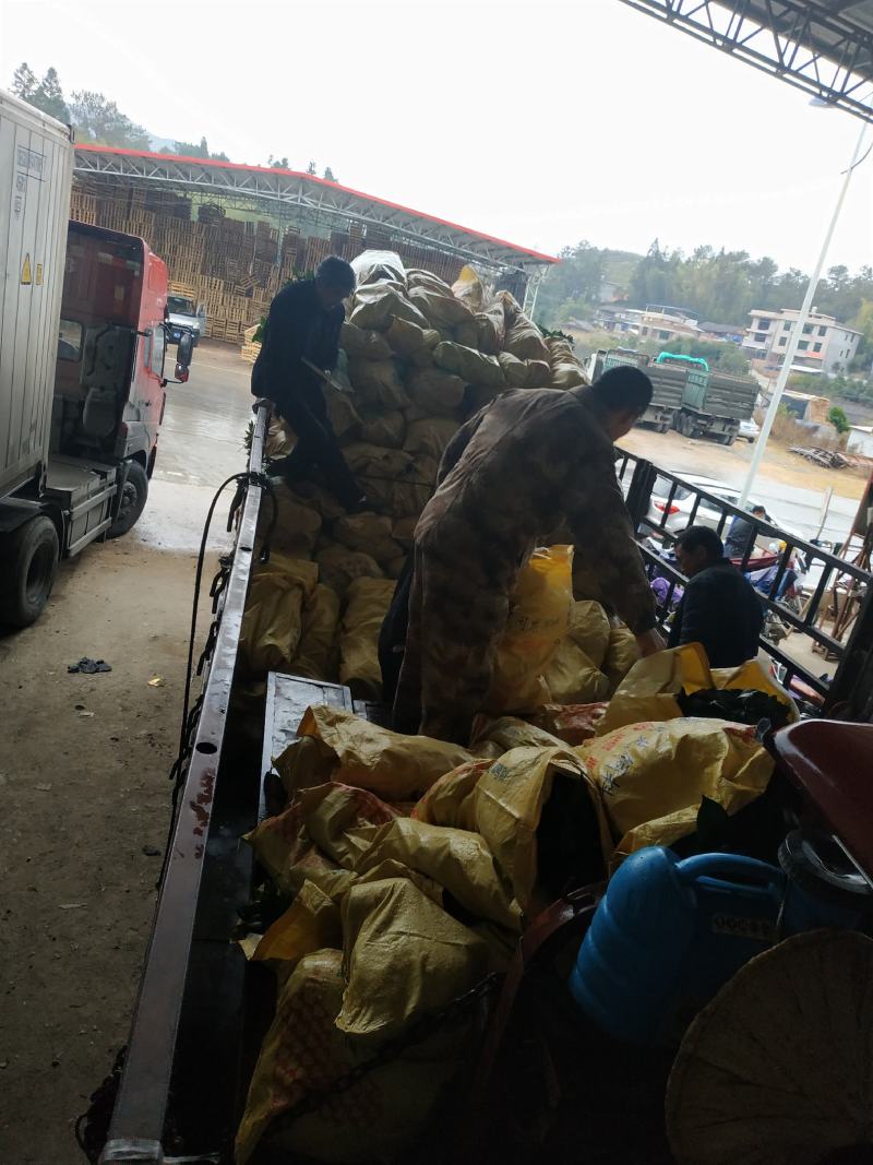 红豆杉福建产地直销一手货源长期供应货源充足可实地选苗规格
