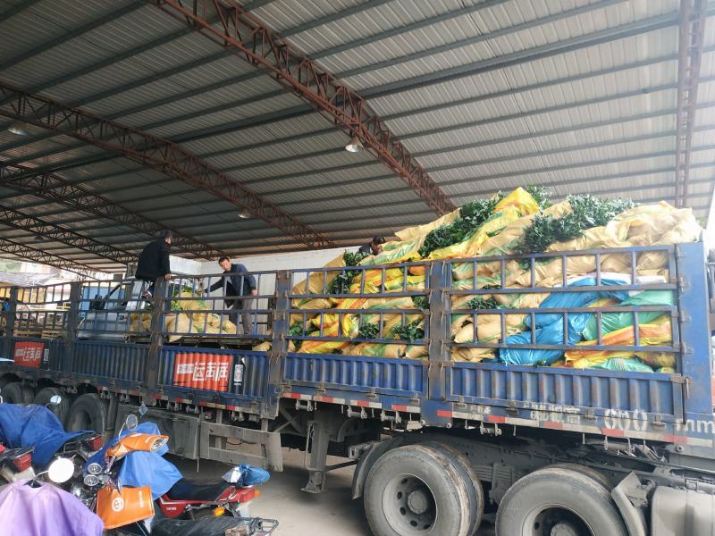 红豆杉福建产地直销一手货源长期供应货源充足可实地选苗规格