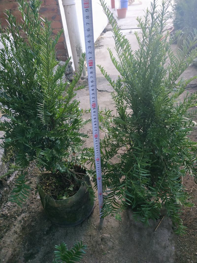 红豆杉福建产地直销一手货源长期供应货源充足可实地选苗规格