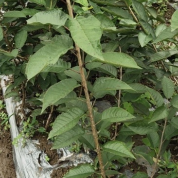 车厘子苗，大樱桃苗，红灯，美早车厘子苗，一年生至挂果苗