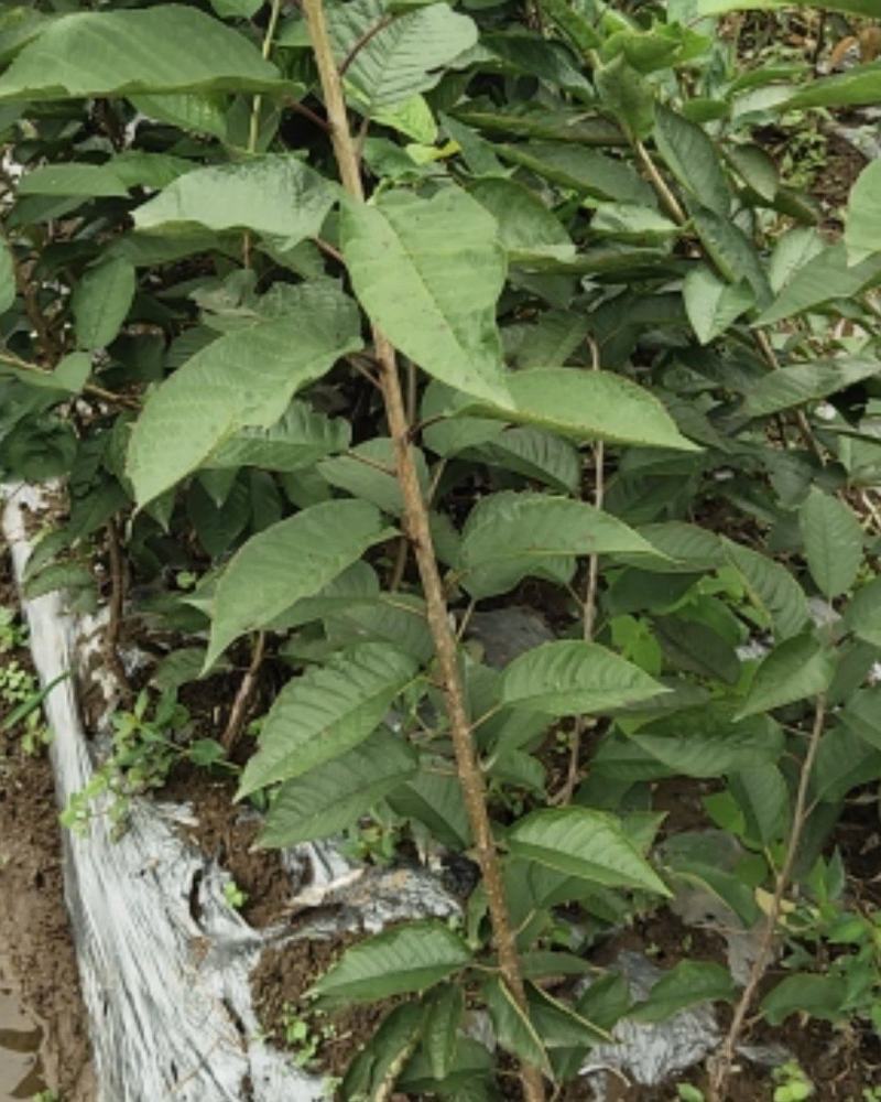 车厘子苗，大樱桃苗，红灯，美早车厘子苗，一年生至挂果苗