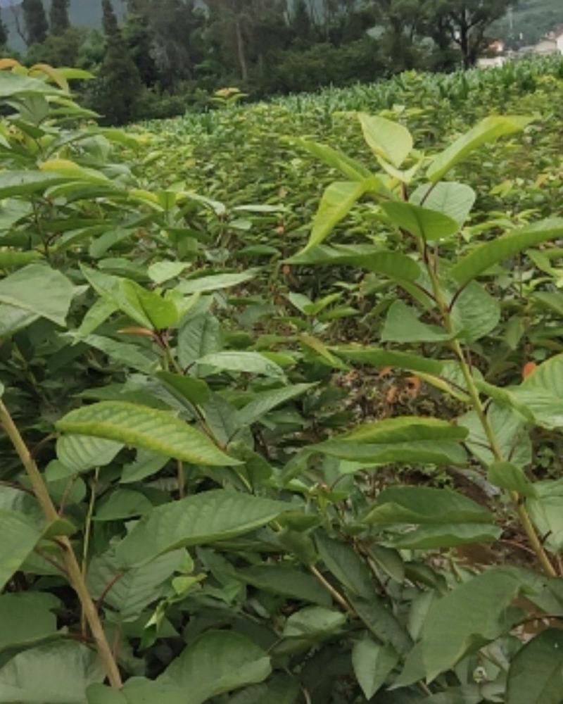 车厘子苗，大樱桃苗，红灯，美早车厘子苗，一年生至挂果苗