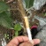 车厘子苗，大樱桃苗，红灯，美早车厘子苗，一年生至挂果苗