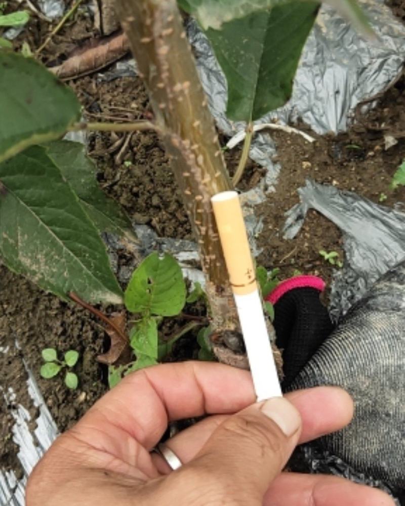 车厘子苗，大樱桃苗，红灯，美早车厘子苗，一年生至挂果苗