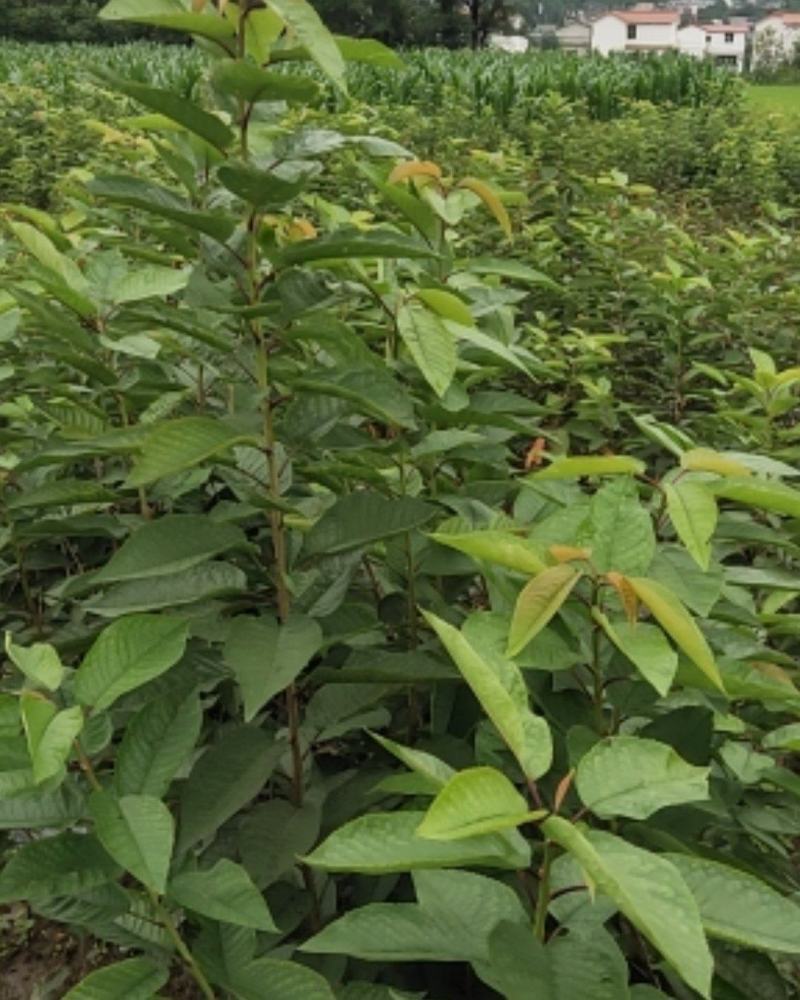 车厘子苗，大樱桃苗，红灯，美早车厘子苗，一年生至挂果苗