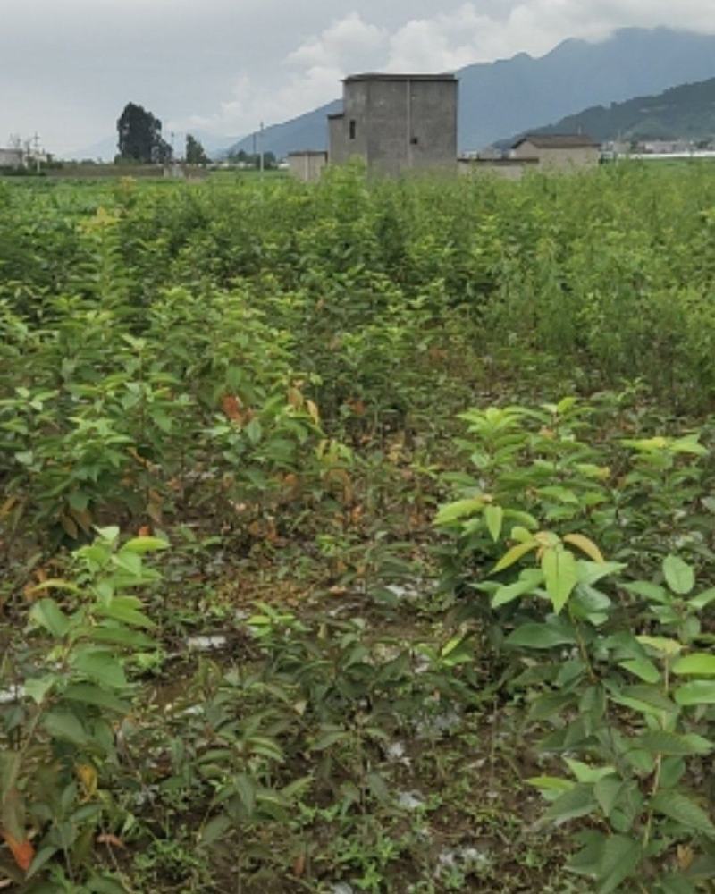 车厘子苗，大樱桃苗，红灯，美早车厘子苗，一年生至挂果苗