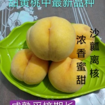 【新品推荐】甜黄桃新品种金凤黄桃苗金甜黄金桃