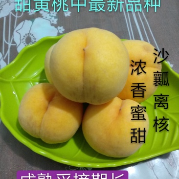 【新品推荐】甜黄桃新品种金凤黄桃苗金甜黄金桃