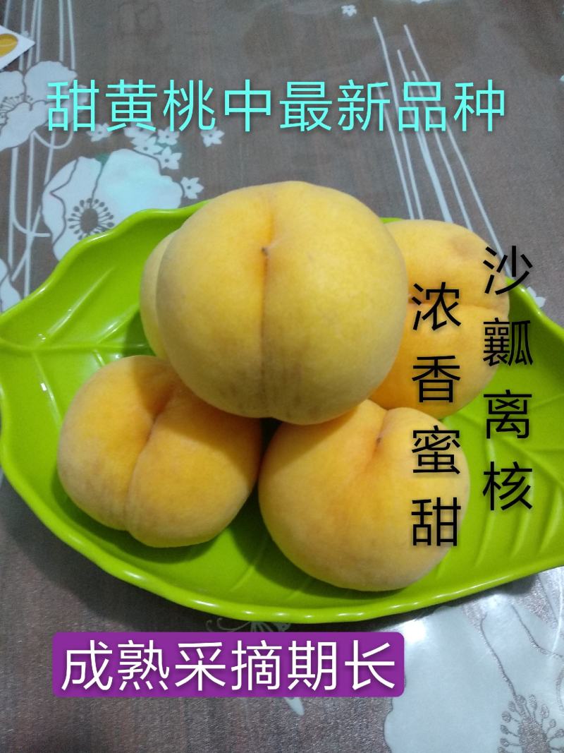 【新品推荐】甜黄桃新品种金凤黄桃苗金甜黄金桃