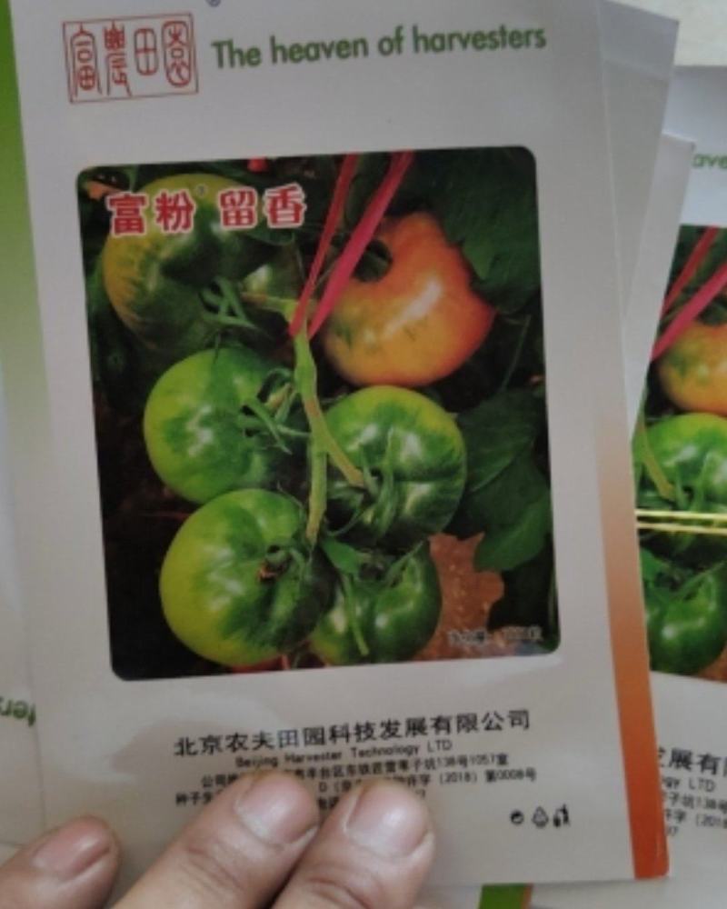草莓西红柿种子番茄种子口感西红柿种子粉贝贝种子