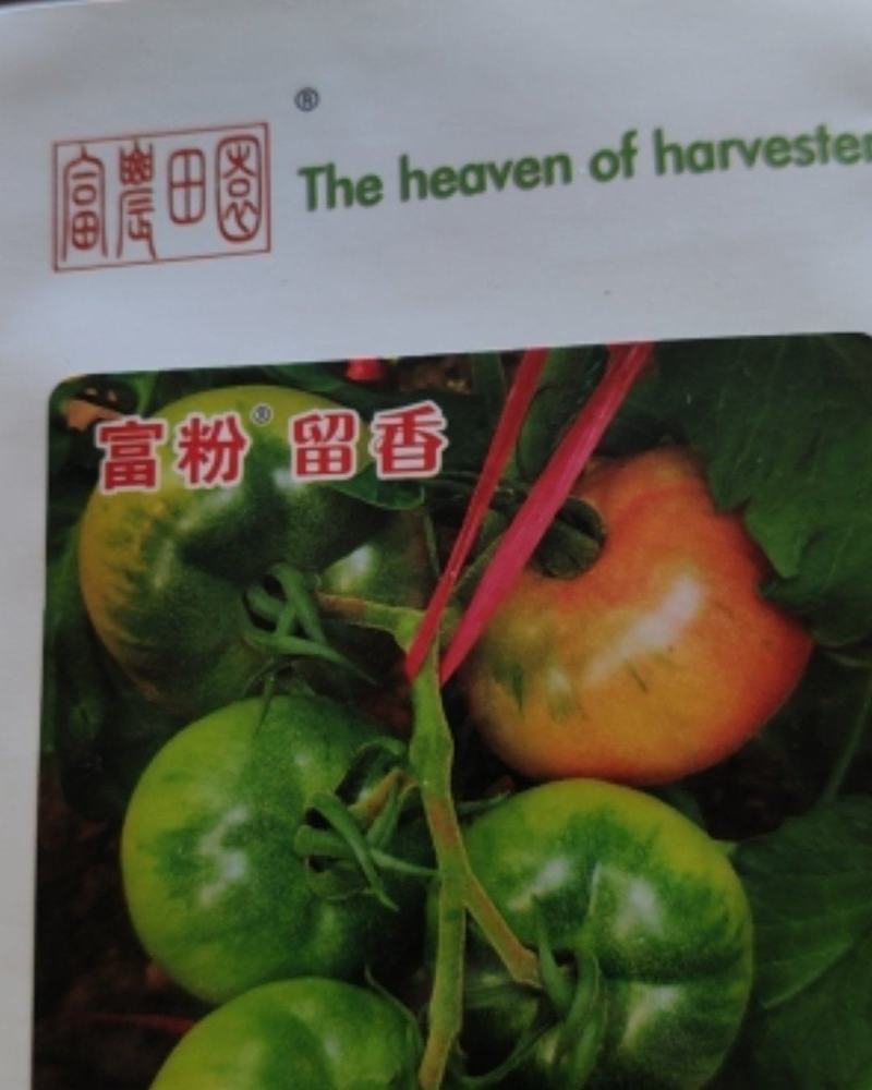 草莓西红柿种子番茄种子口感西红柿种子粉贝贝种子