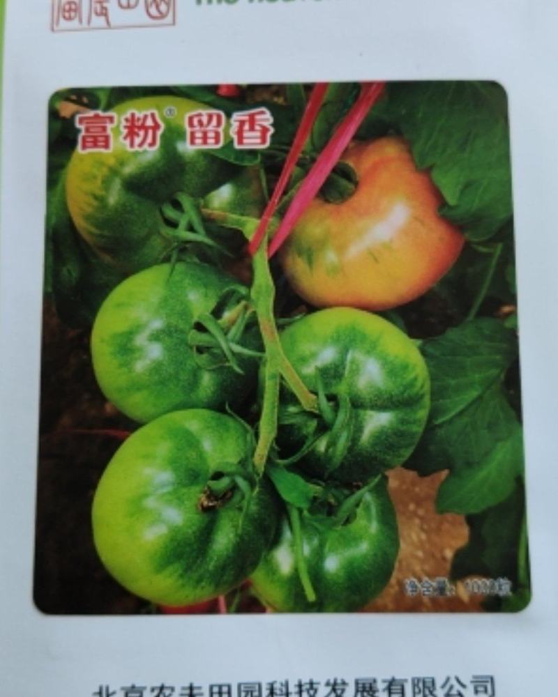 草莓西红柿种子番茄种子口感西红柿种子粉贝贝种子