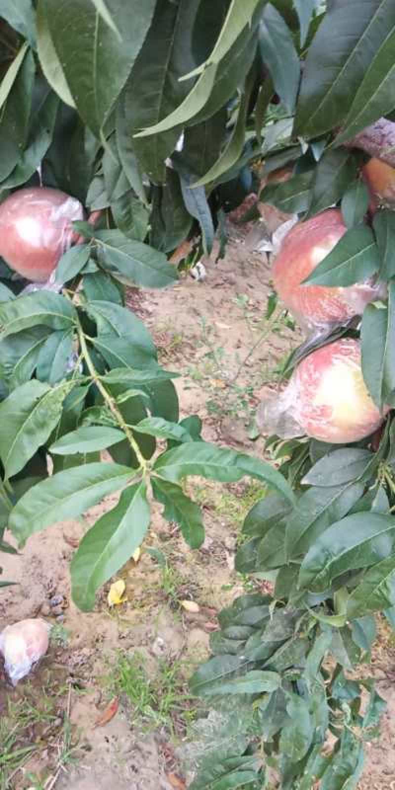 山西运城万荣大田膜袋红不软毛桃硬度好甜度高耐运输