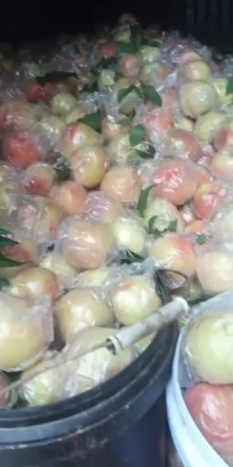 山西运城万荣大田膜袋红不软毛桃硬度好甜度高耐运输