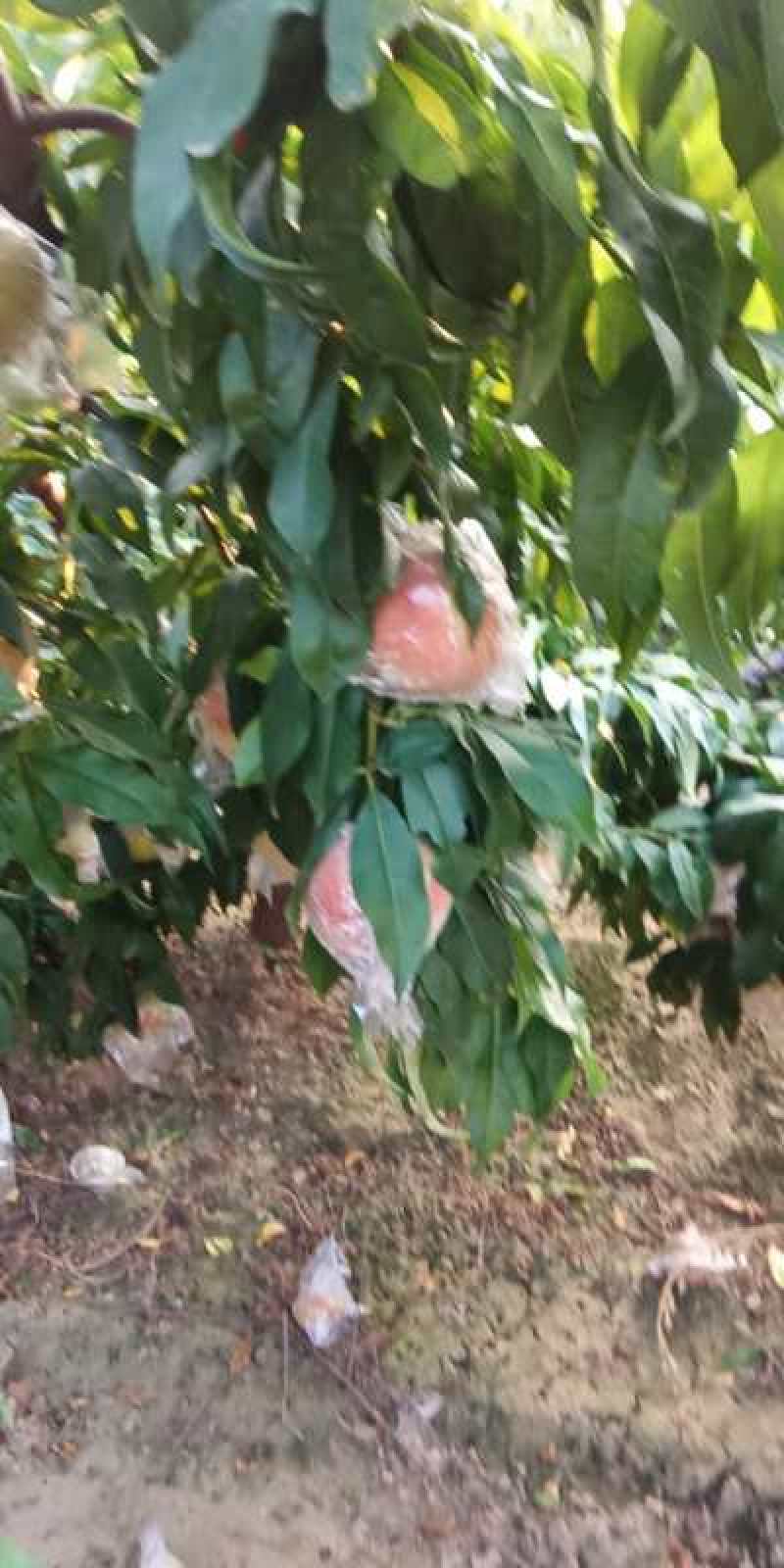 山西运城万荣大田膜袋红不软毛桃硬度好甜度高耐运输