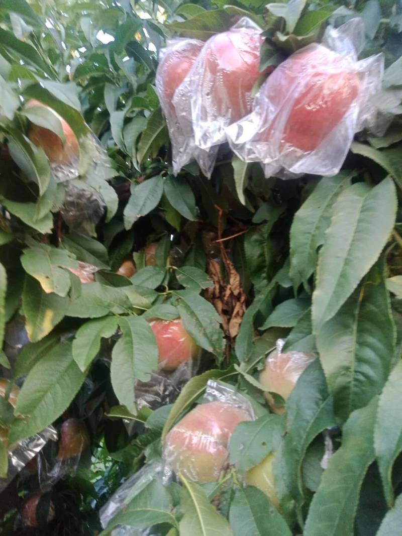 山西运城万荣大田膜袋红不软毛桃硬度好甜度高耐运输