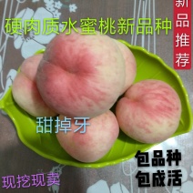 【新品种】红艳水蜜桃苗耐储运挂树期长保证品种死苗补发