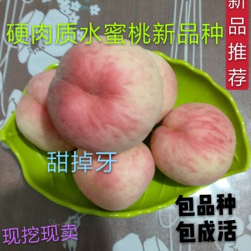 【新品种】红艳水蜜桃苗耐储运挂树期长保证品种死苗补发