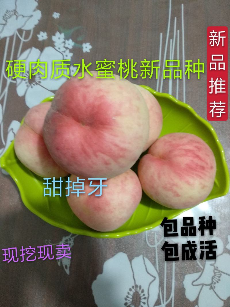 【新品种】红艳水蜜桃苗耐储运挂树期长保证品种死苗补发