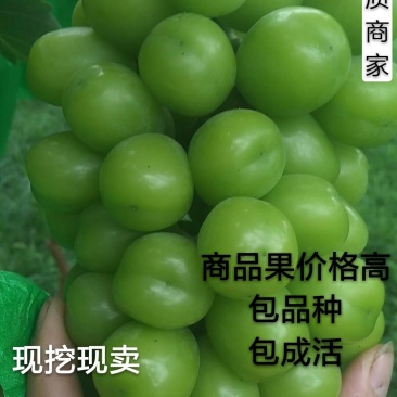 【精品推】阳光玫瑰葡萄苗,提供技术包成活保证纯度死苗免发