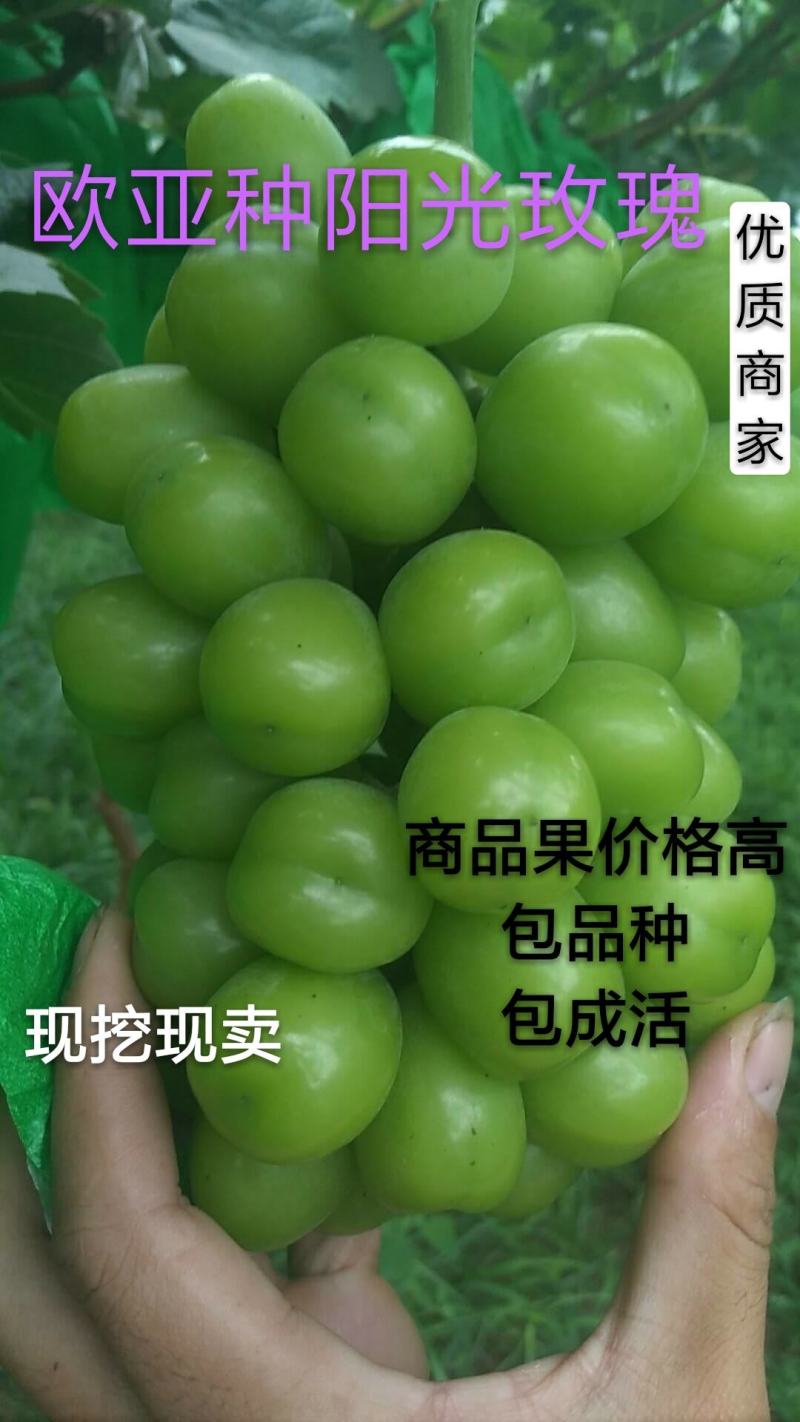 【精品推】阳光玫瑰葡萄苗，提供技术包成活保证纯度死苗免发